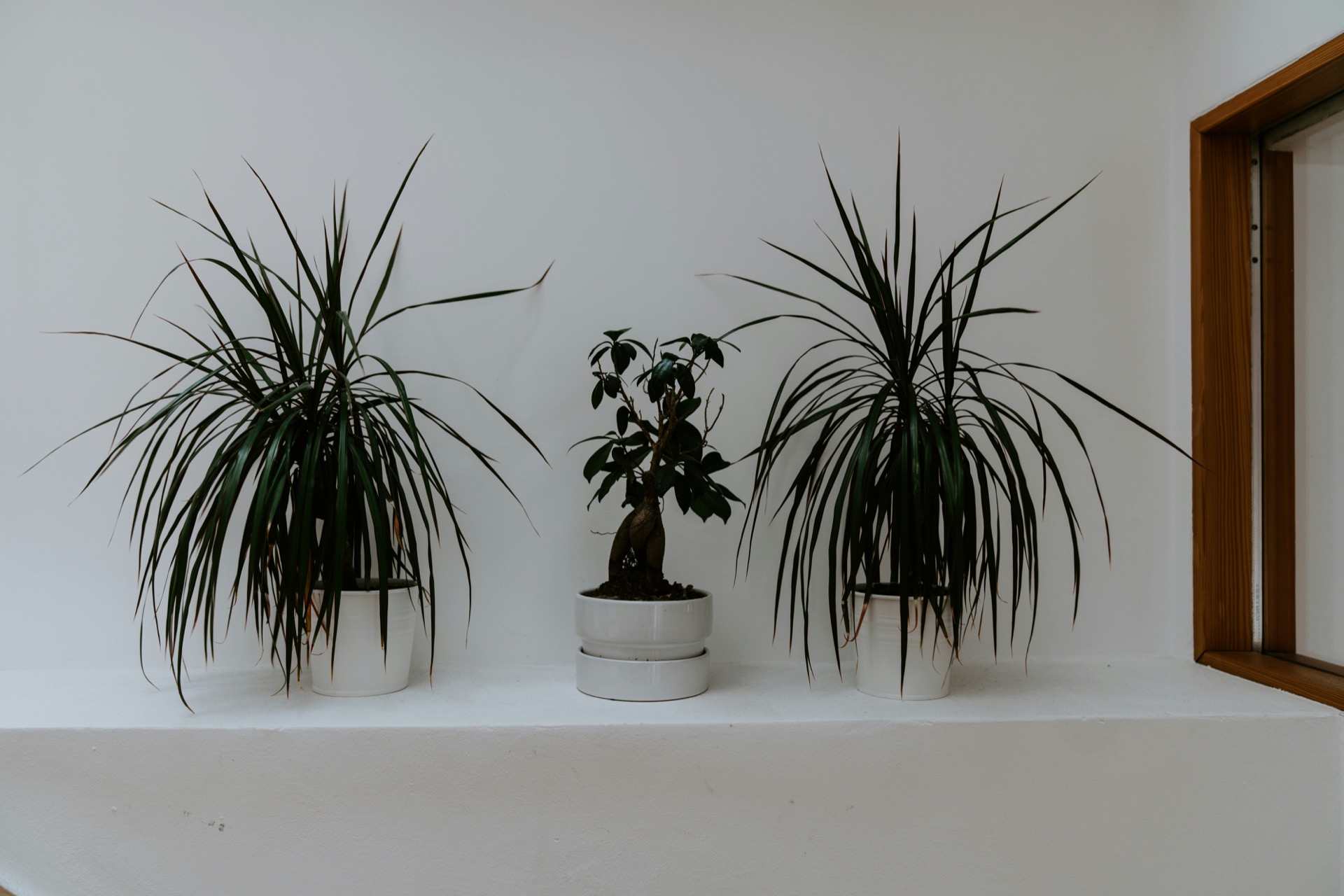 Interior Plantscaping